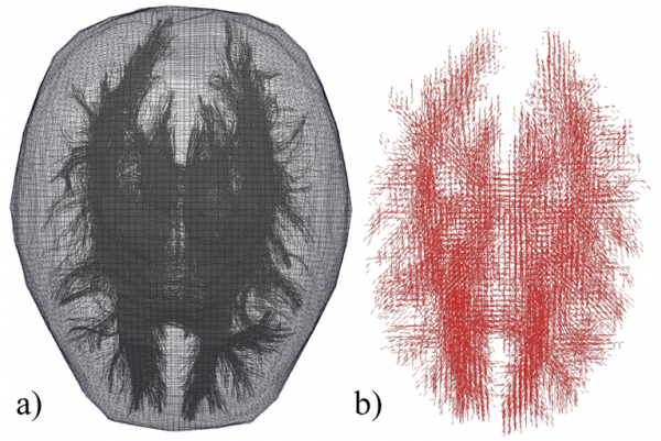 Figure 2. DTI Data Overlaid Onto a Brain’s FE Mesh (a) and Discretized Orientation Data Assigned to Each Mesh Element (b).