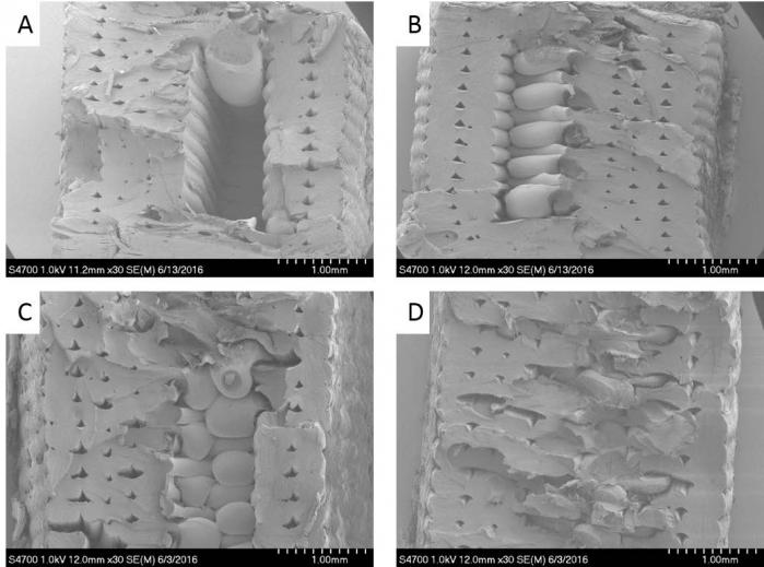Figure 18: Scanning Electron Microscope Images of Fractured PC-ABS Tensile Bars With Varied Infill Density (A) 25% Infill, (B) 50% Infill, (C) 75% Infill, and (D) 100% Infill (Source: ARL).