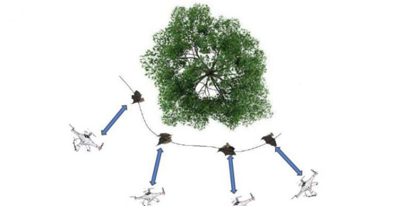 A quad-rotor UAV navigating across a tree, mimicking bat behavior (credit: Tanveer et al.).